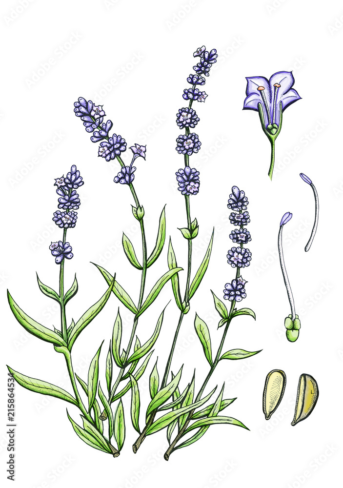 Lavanda, ilustración botánica a color en estilógrafo y acuarela digital