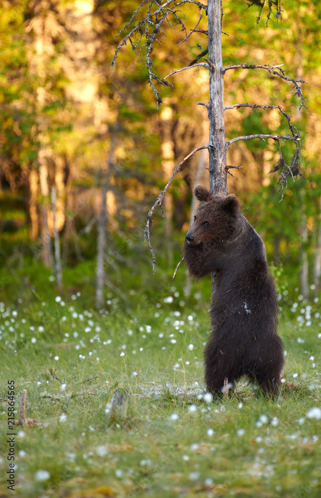 Young European brown bear (Ursus arctos) hugging a tree in swamp in North-Eastern Finland at the end of the June 2018. Young European brown bear (Ursus arctos) hugging a tree in swamp in North-Eastern Finland at the end of the June 2018.