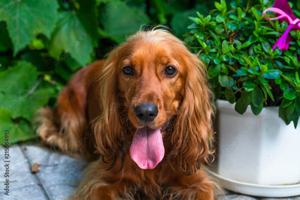 A brown cocker spaniel dog sitting in the bushes in the garden - selective focus