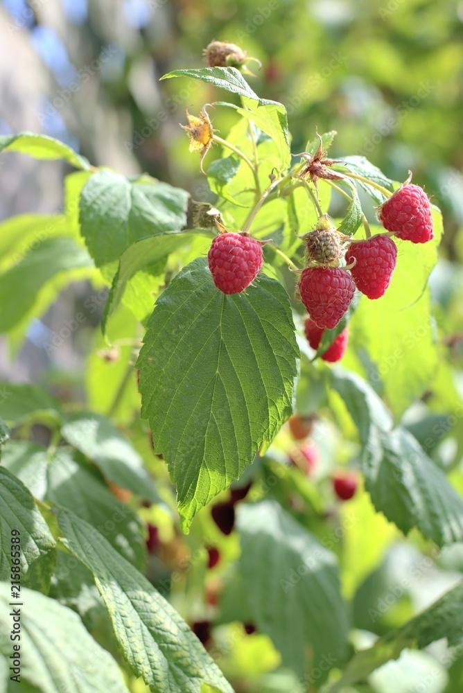 Gardening, cultivation and care of fruit concept: close-up of fresh ripe first raspberries in the garden. Gardening, cultivation and care of fruit concept: close-up of fresh ripe first raspberries in the garden.
