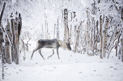 Reindeer in the frozen wood, Levi, Kittila, Lapland, Finland photo