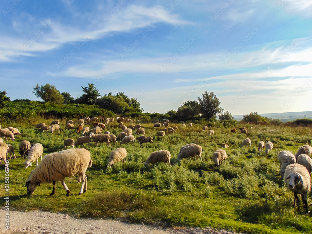 Fototapeta premium A herd of sheep grazes on a meadow.