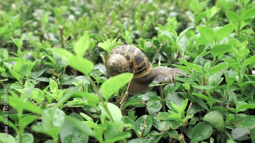 4 k snail in natural environment among the green leaves after rain, moving and sleeping photo