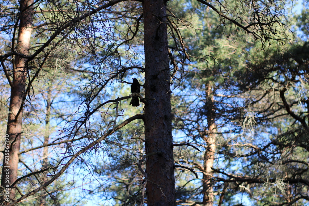 Fototapeta premium Blackbird sitting in a pine tree