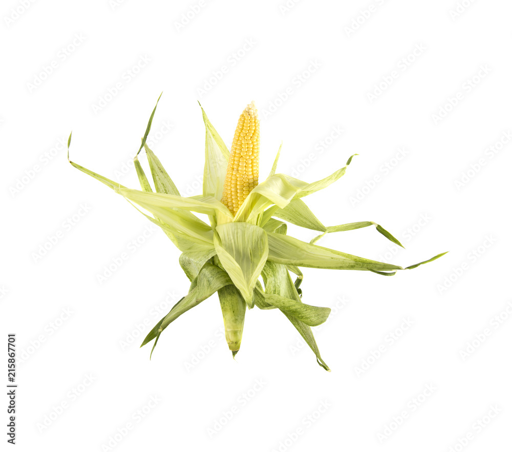 Fototapeta premium corn on isolated white background