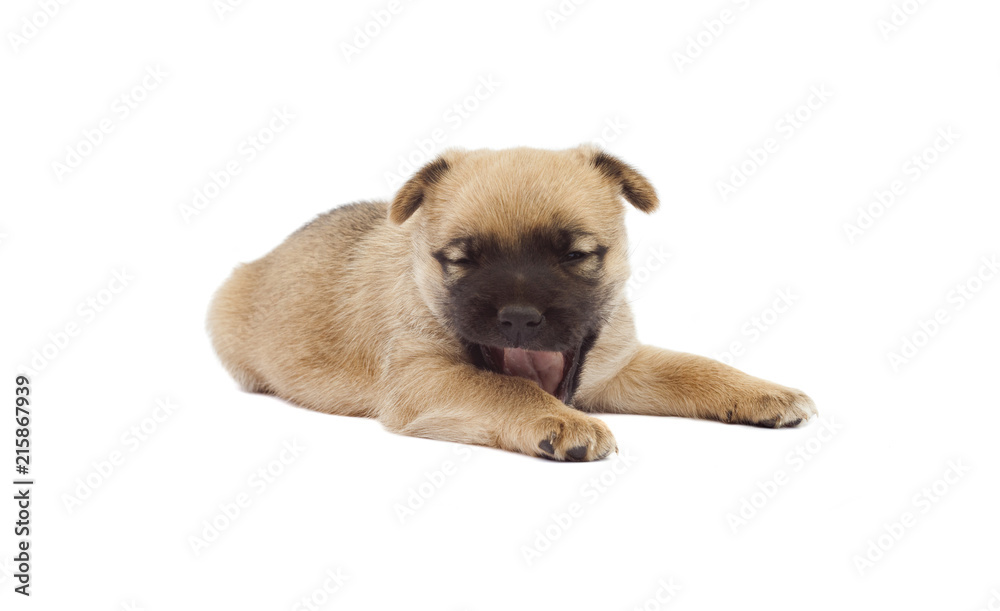funny baby dog or puppy isolated on white background