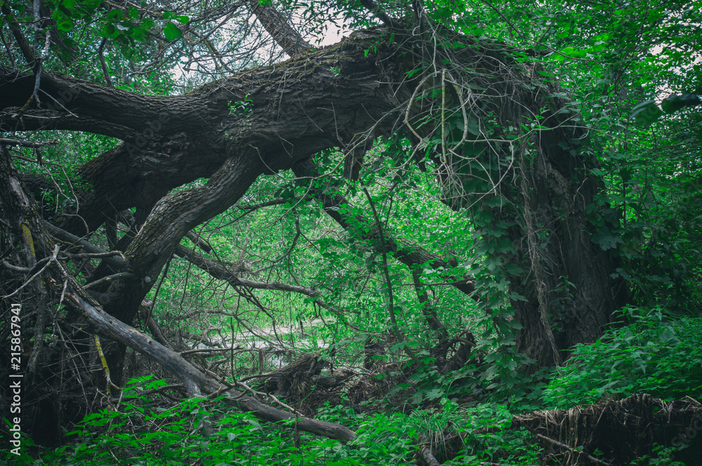 Fototapeta premium Abnormal frightening scary fallen big tree in a dense forest in the form of a gate. Entrance door to dark forest thicket
