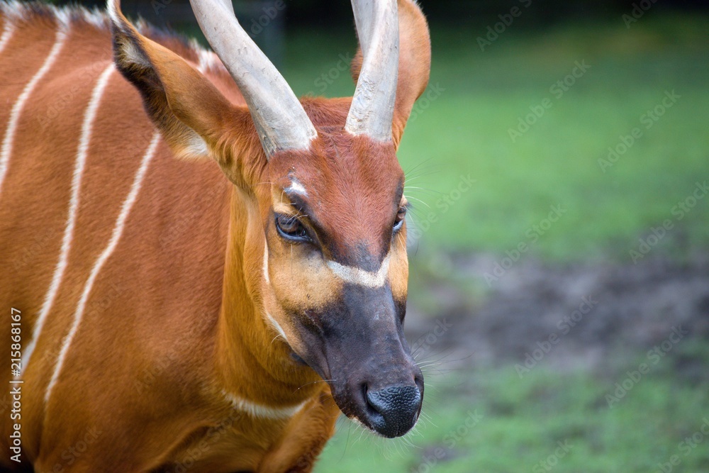 Naklejka premium Bongo, Tragelaphus eurycerus - the largest forest antelope