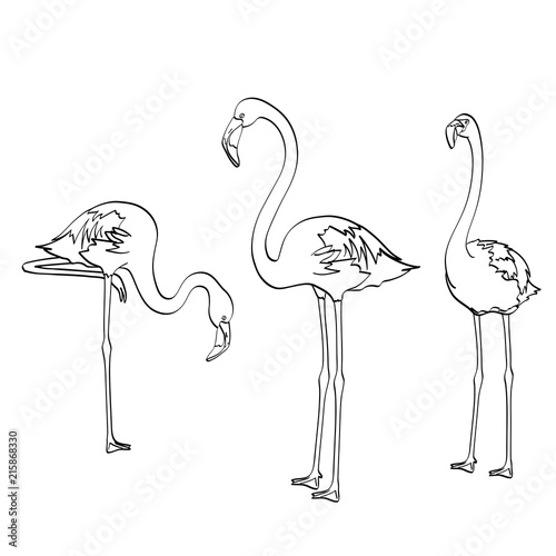 isolated object coloring, black lines, white background. Three pink flamingos on the blue sea, birds rest. Vector