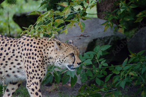 Cheetah is hunting