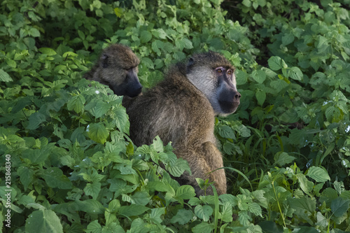 Two yellow baboons (Papio hamadryas cynocephalus), grooming, Tsavo, Kenya