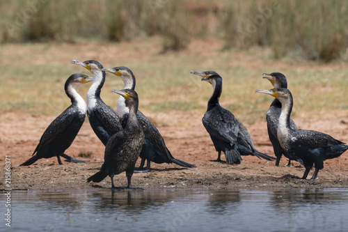 White-necked cormorant (Phalocrocorax carbo), Tsavo, Kenya