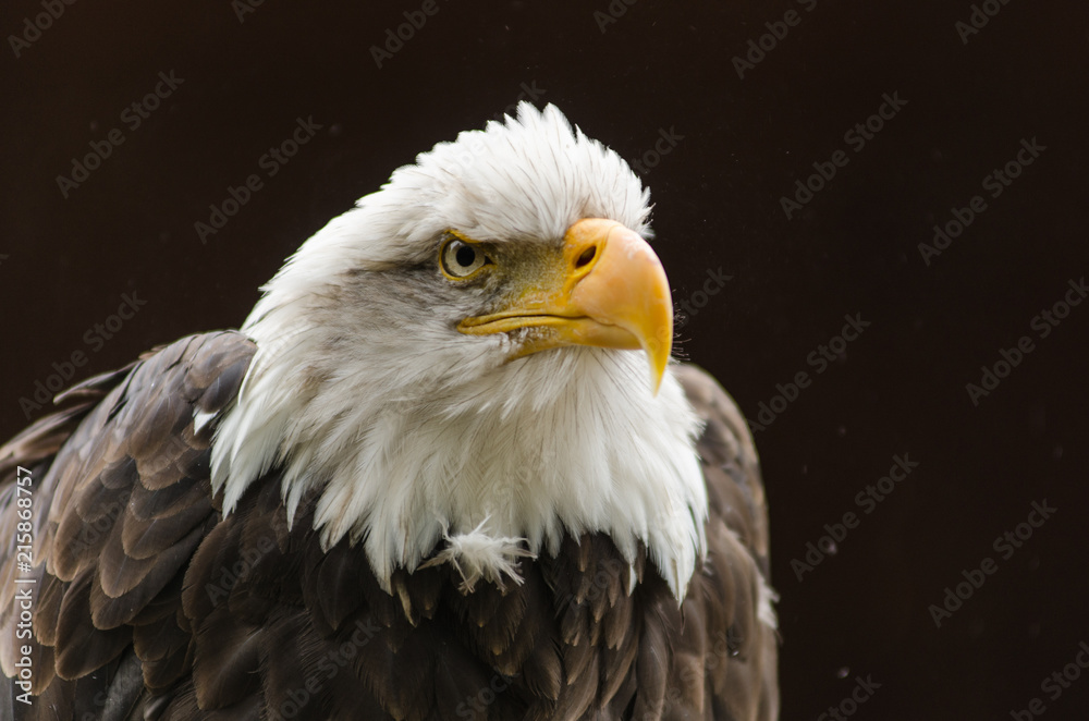 Obraz premium Bald Eagle close up