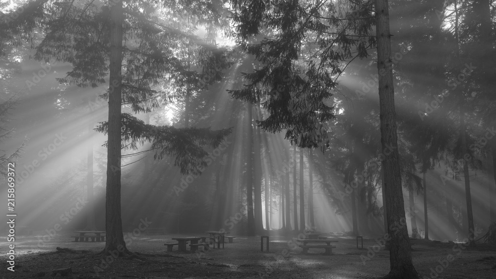 Obraz premium sun beams through the trees