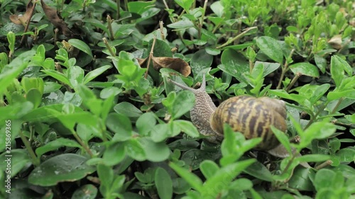 4 k snail in natural environment among the green leaves after rain, moving and sleeping photo