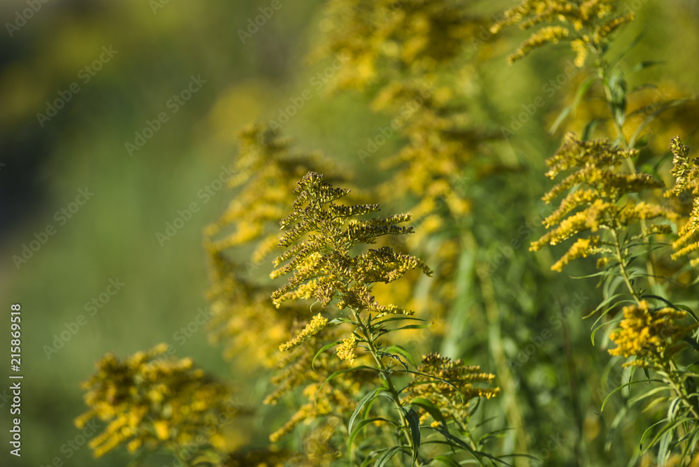 Solidago blooming on the summer field. Solidago blooming on the summer field.