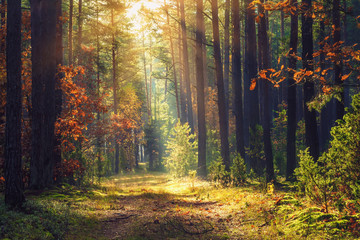 Foto auf Leinwand Wald Herbstliche Waldlandschaft. Buntes Laub auf Bäumen und Gras, das auf Sonnenstrahlen glänzt. Erstaunlicher Wald. Landschaft fallen. Schöne Sonnenstrahlen im Morgenwald  © dzmitrock87
