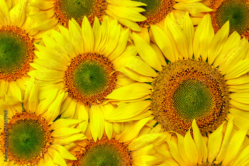 background autumn with sunflowers close-up. Background of sunflowers.