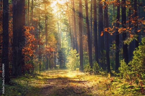 Fototapeta Naklejka Na Ścianę i Meble -  Autumn forest landscape. Colorful foliage on trees and grass shining on sunbeams. Amazing woodland. Scenery fall. Beautiful sunrays in morning forest