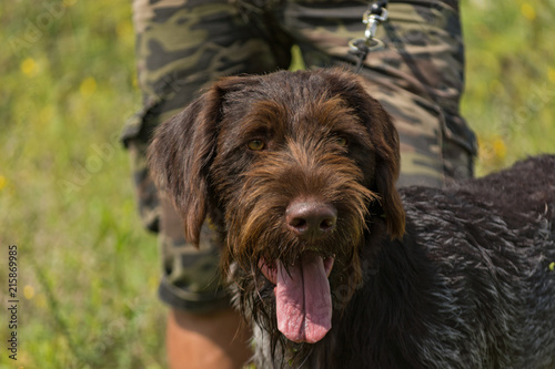 Portrait of a German wirehaired pointer sitting next to his owner.