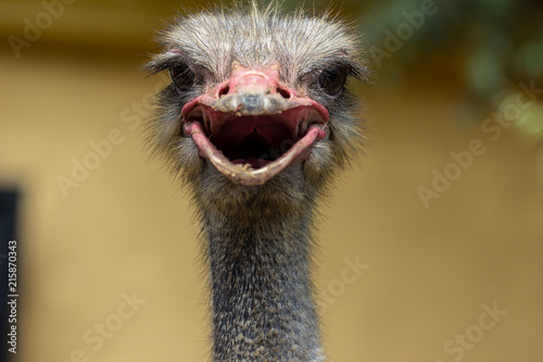 ostrich's head close up on a natural background
