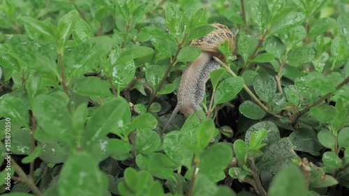 4 k snail in natural environment among the green leaves after rain, moving and sleeping photo