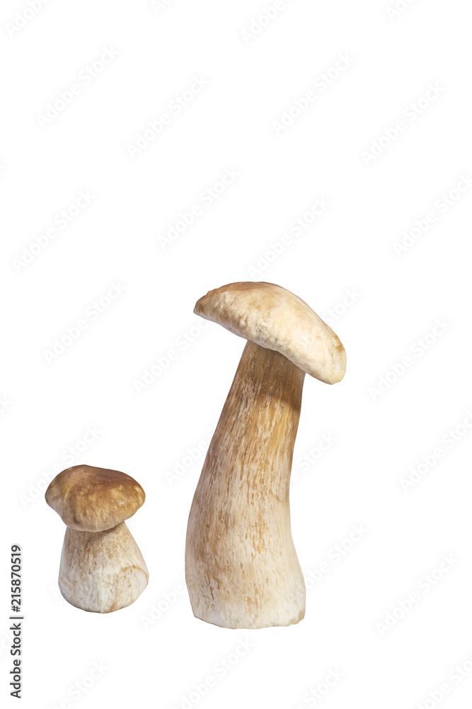 Two mushroom isolated on a white background. Boletus edulis, penny bun, cep or porcini. Two mushroom isolated on a white background. Boletus edulis, penny bun, cep or porcini.