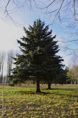 fir tree standing near the forest under the sun's rays