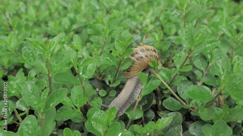 4 k snail in natural environment among the green leaves after rain, moving and sleeping photo