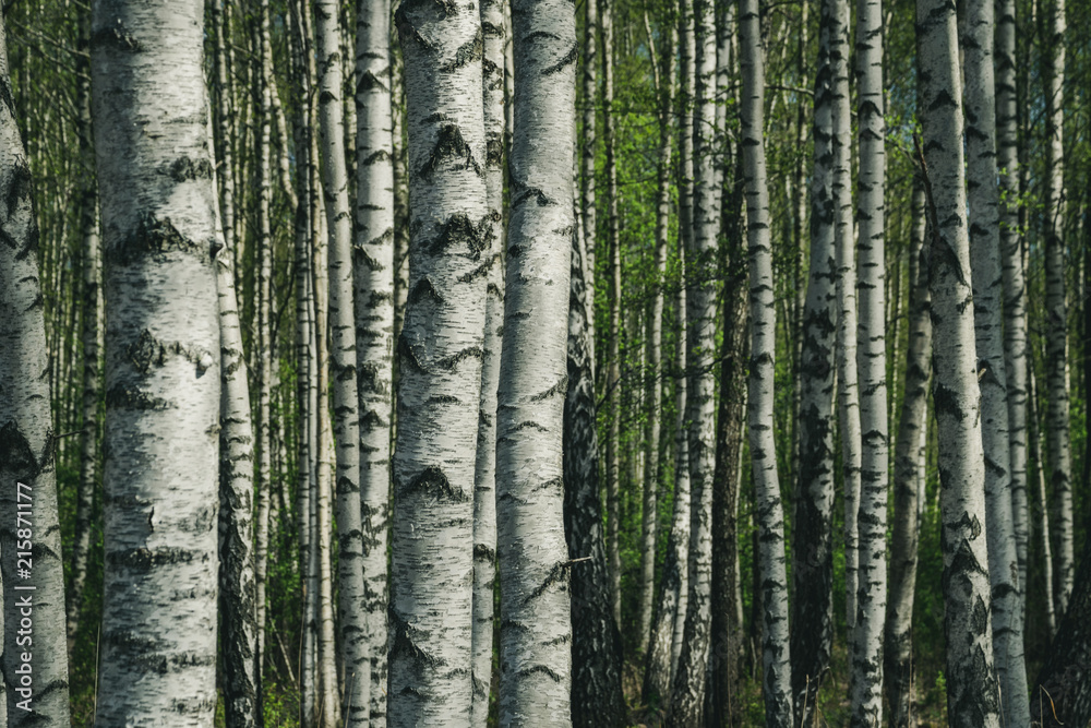 birch tree trunk textured background pattern birch tree trunk textured background pattern