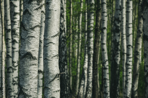 birch tree trunk textured background pattern