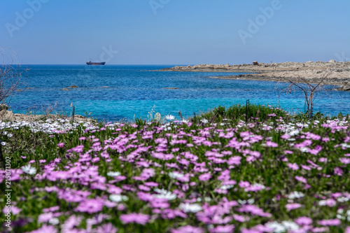 Morze i różowe kwiaty, w tle wrak statku MV Demetrios II, Paphos, Cypr