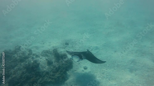 Wallpaper Mural manta ray in Maupiti, french polynesia Torontodigital.ca