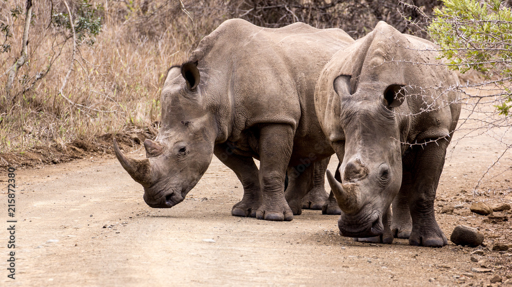 Two White Rhinoceros (Ceratotherium simum) on a dirt road, taken in South Africa Two White Rhinoceros (Ceratotherium simum) on a dirt road, taken in South Africa