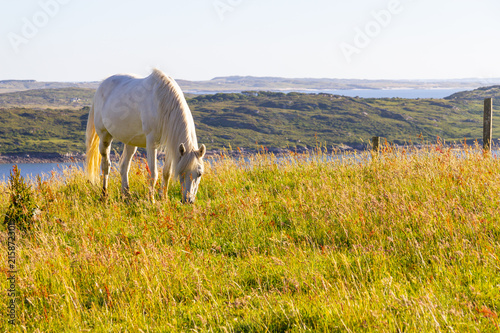 White horse in a farm field