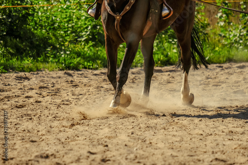 brown horse feet making dust in sand field