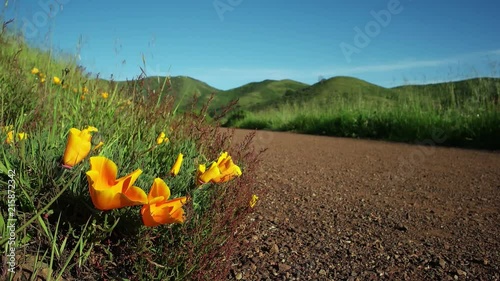 California Poppies growing alongside a fire road in the Marin Headlands.  Slight breeze moving the flowers.  Fields of grass moving in the background.  Low angle.  Blue sky. Springtime. photo