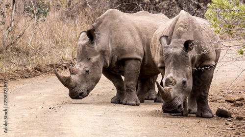 Two White Rhinoceros (Ceratotherium simum) on a dirt road, taken in South Africa