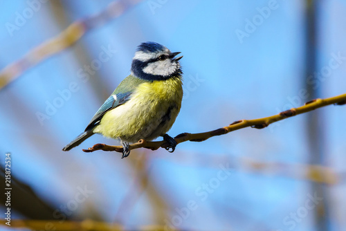 Blue Tit (Cyanistes caeruleus) bird on a branch singing, taken in London, UK