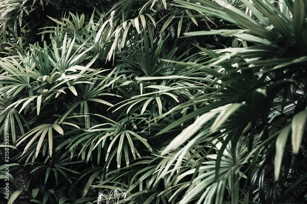 Deep dark faded green palm leaves pattern. Creative layout. Image filter effect Deep dark faded green palm leaves pattern. Creative layout. Image filter effect