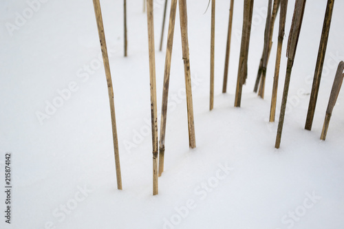 Dry brown grass in white snow. Dry plants appear through loose snow.