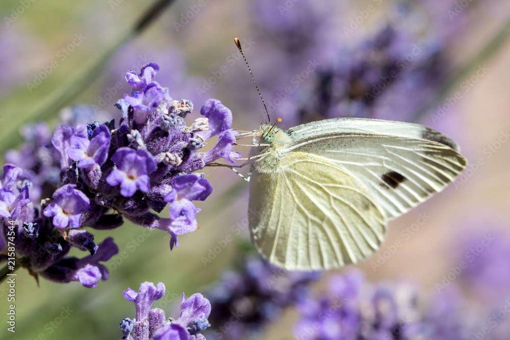 small cabbage white (Pieris rapae) on lavender small cabbage white (Pieris rapae) on lavender