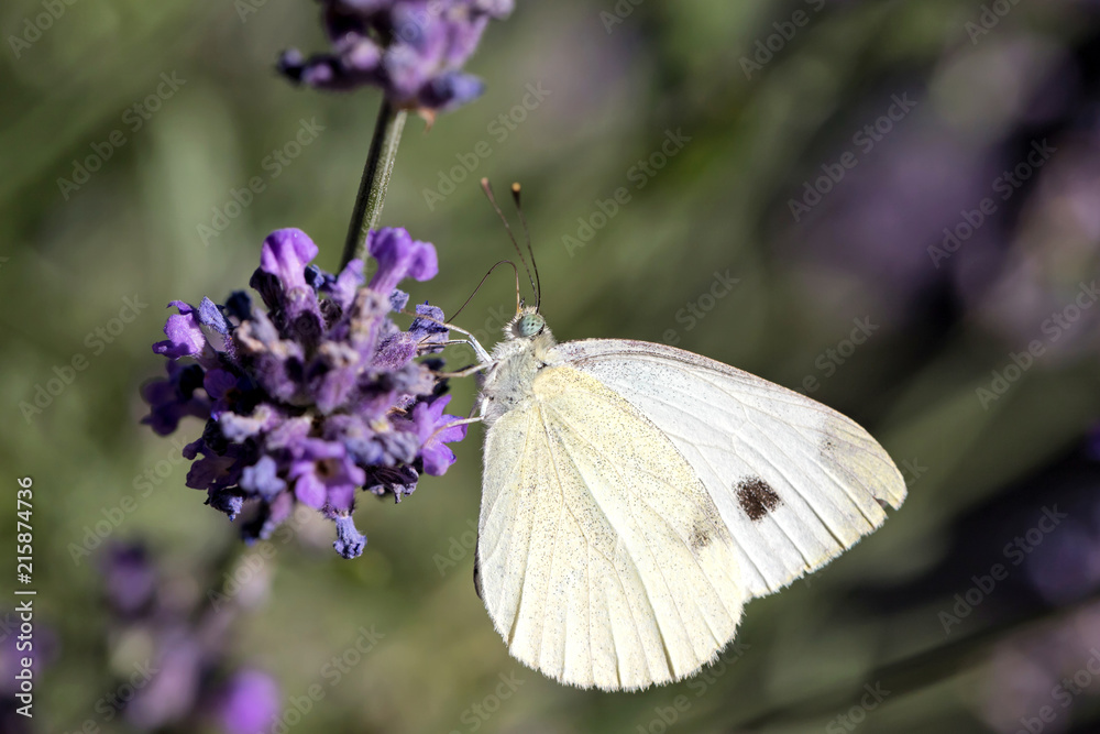 small cabbage white (Pieris rapae) on lavender small cabbage white (Pieris rapae) on lavender