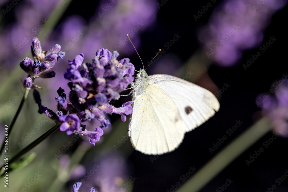 small cabbage white (Pieris rapae) on lavender small cabbage white (Pieris rapae) on lavender