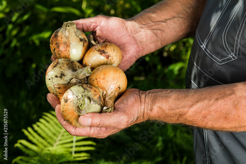 Organic vegetables. Fresh organic onions in the hands of farmers