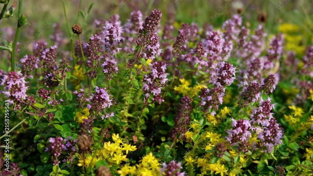 Thymus serpyllum in flower. Breckland wild thyme on meadow. Creeping