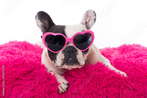 Französischer Bulldogge mit Sonnenbrille