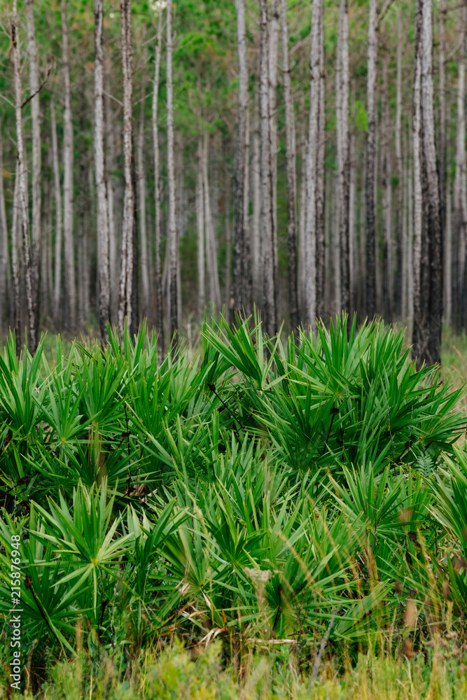 Saw palmetto and slash pine, St. Joseph Bay State Buffer Preserve, Port St. Joe, Florida Saw palmetto and slash pine, St. Joseph Bay State Buffer Preserve, Port St. Joe, Florida