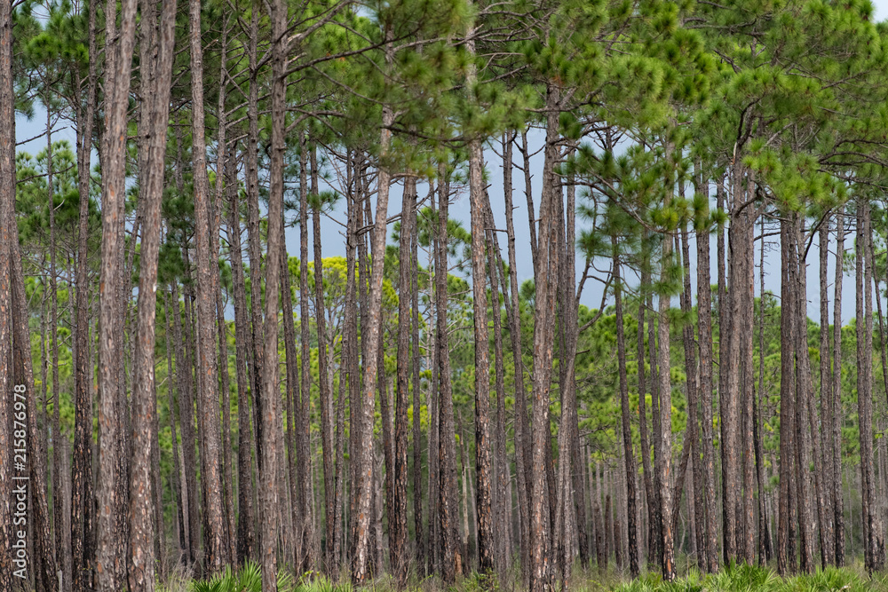 St. Joseph Bay State Buffer Preserve, Port St. Joe, Florida St. Joseph Bay State Buffer Preserve, Port St. Joe, Florida