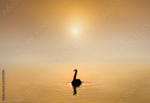 Silhouetted Swan on the water